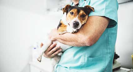 Eutanasie - proceduri veterinare