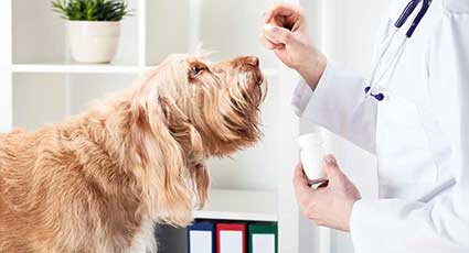 Medicina veterinara preventiva